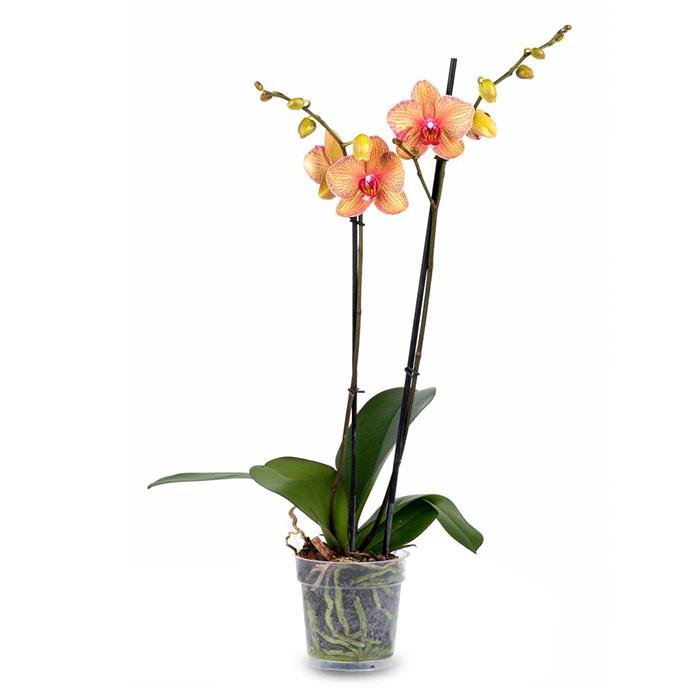 Actief Moet Vervreemding Fleurdirect Orchidee oranje kopen? Shop bij fonQ!
