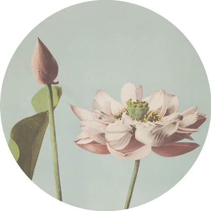 ESTAhome zelfklevende behangcirkel lotusbloem oudroze en vergrijsd bla