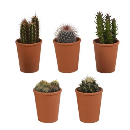 Bloomique - 5x Cactus Mix - Terracotta ? - P5.5H5