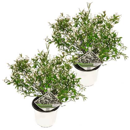Deutzia 'Yuki Snowflake' | Bruidsbloem per 2 stuks - Buitenplant in kwekerspot ⌀19 - ↕30-40 cm