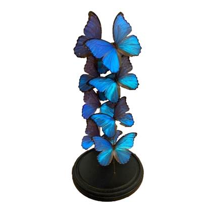 Vtw Living  Vlinder in Glazen Stolp - Vlinders - Blauw - 60 cm hoog