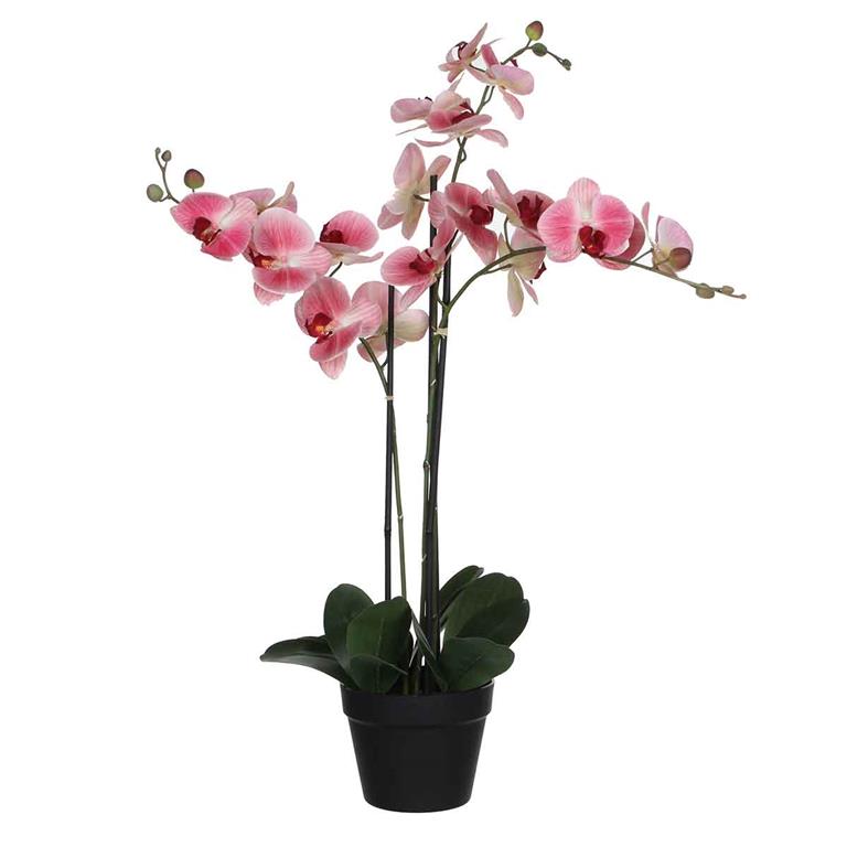 Mica Decorations phalaenopsis in plastic pot roze maat in cm: 75 x 51