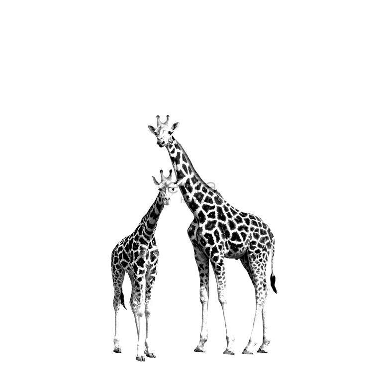 Esta Home ESTAhome fotobehang giraffen zwart en wit 158701 139 5 cm x 2 79 m