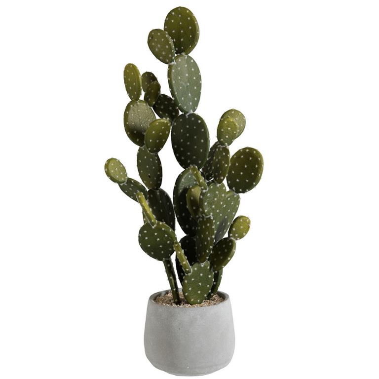 Dulaire Grote Nep Cactus In Pot 64 cm