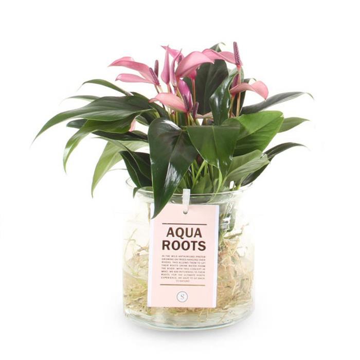 Fleurdirect Aqua Roots Zizou Anthurium