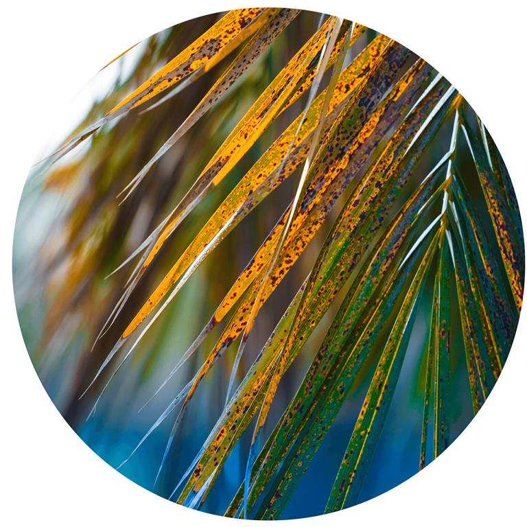 Seemly | Palm Leaves Muurcirkel