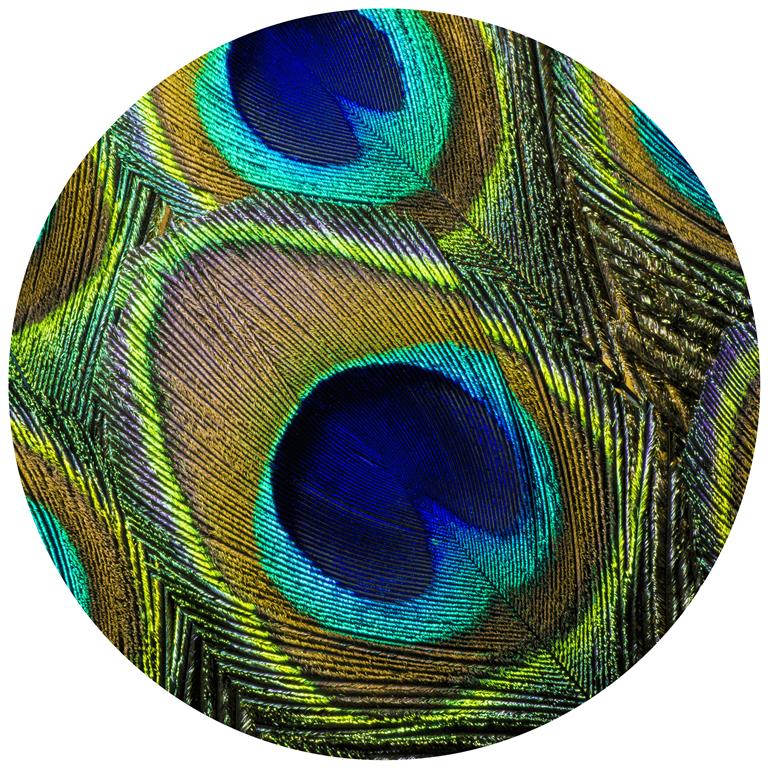 Seemly | Peacock Feathers Muurcirkel