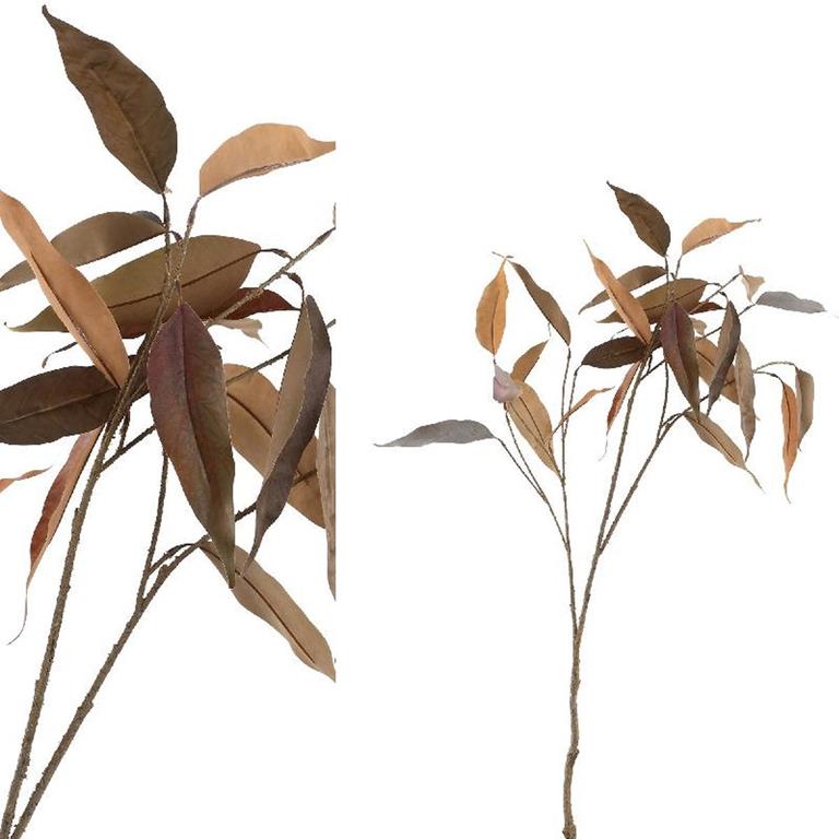 PTMD Leaves Plant Bruin eucalyptus blad tak