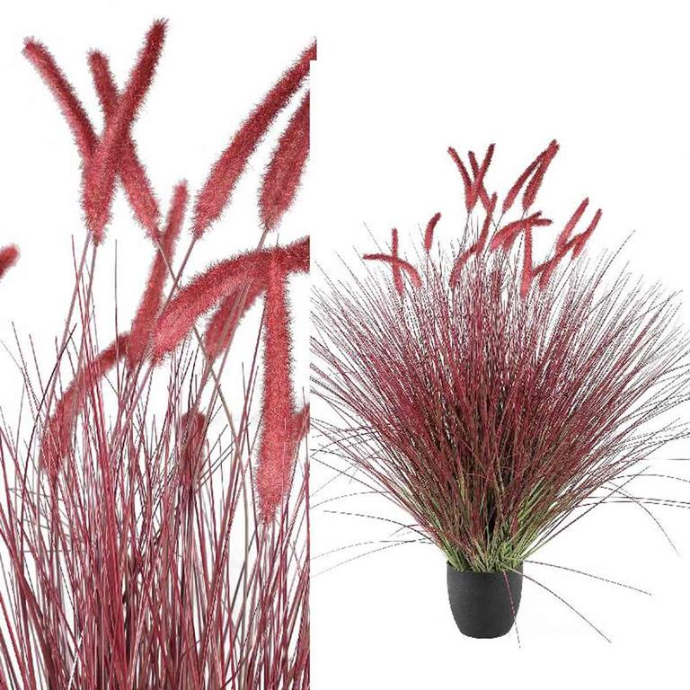 PTMD Leaves Plant dark red setaria viridis in black pot
