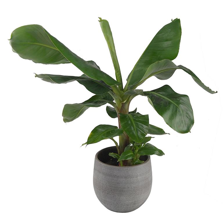 Plantenwinkel.nl Plantenwinkel Bananenplant Musa dwarf cavendish XS kamerplant in esra