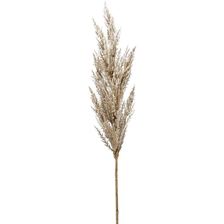 Plantenwinkel.nl Plantenwinkel Grass Pampas Cream M 92 cm kunsttak per 1 stuks