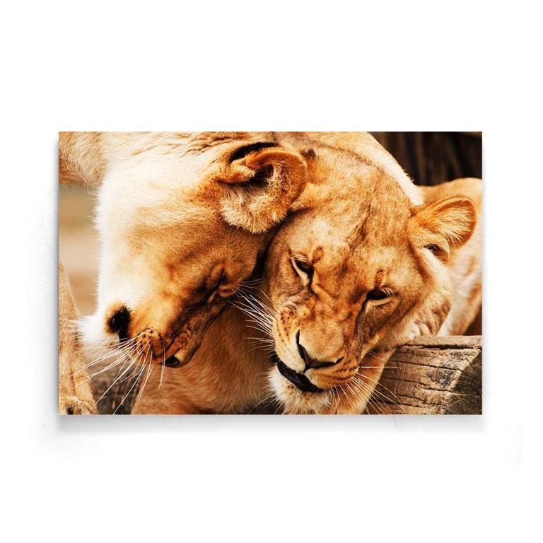 Walljar.com Walljar Poster Knuffelende Leeuwen