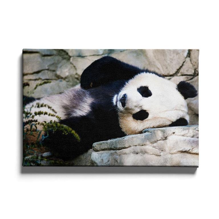 Walljar.com Walljar Schilderij Canvas Panda Laying Down