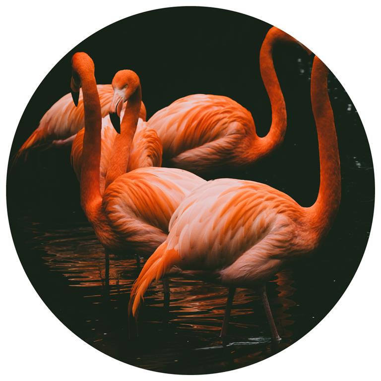 Seemly | Flamingos Muurcirkel