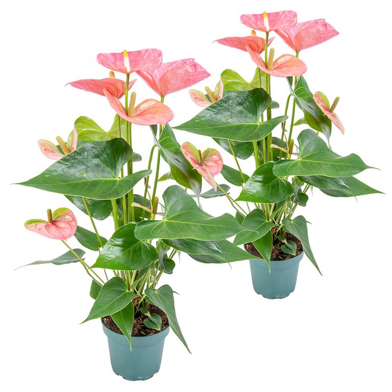 Bloomique 2x Anthurium Aristo Roze Flamingoplant ?14 ?40-50