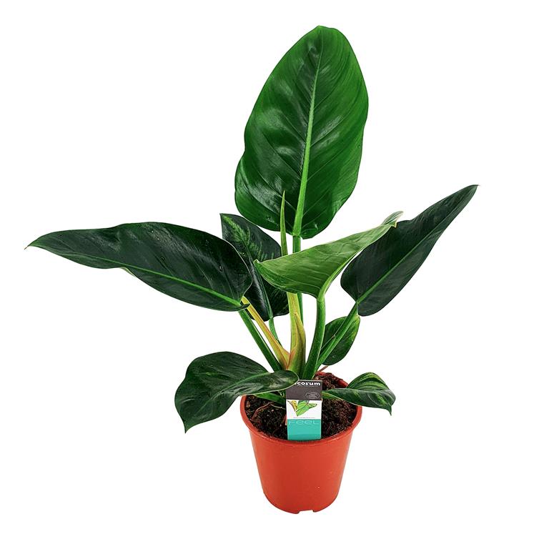 Bloomique Philodendron 'Congo Millions' Kamerplant in kwekerspot ⌀19 cm ↕50-60 cm