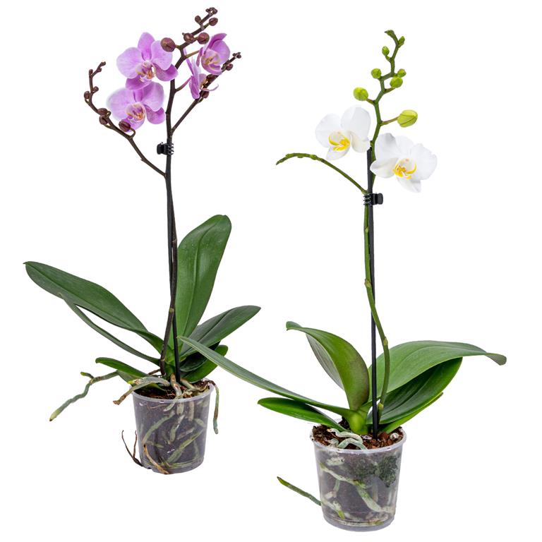Bloomique Orchidee | Phalaenopsis Roze & Wit Kamerplanten in kwekerspot ⌀9 cm ↕40 cm