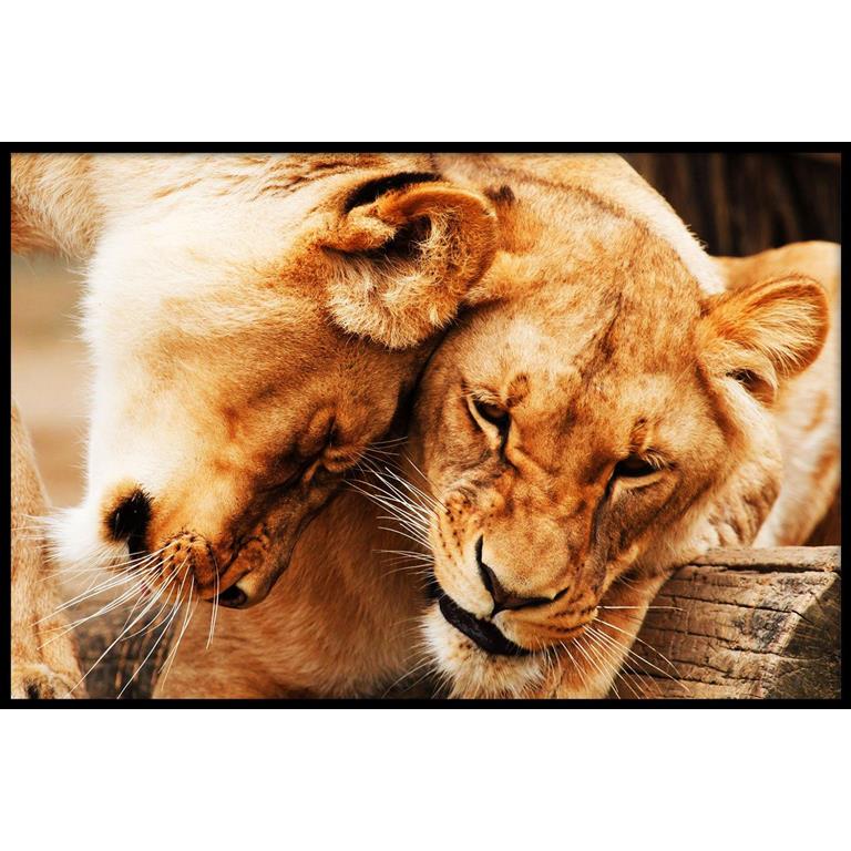 Walljar.com Walljar Poster met lijst Knuffelende Leeuwen