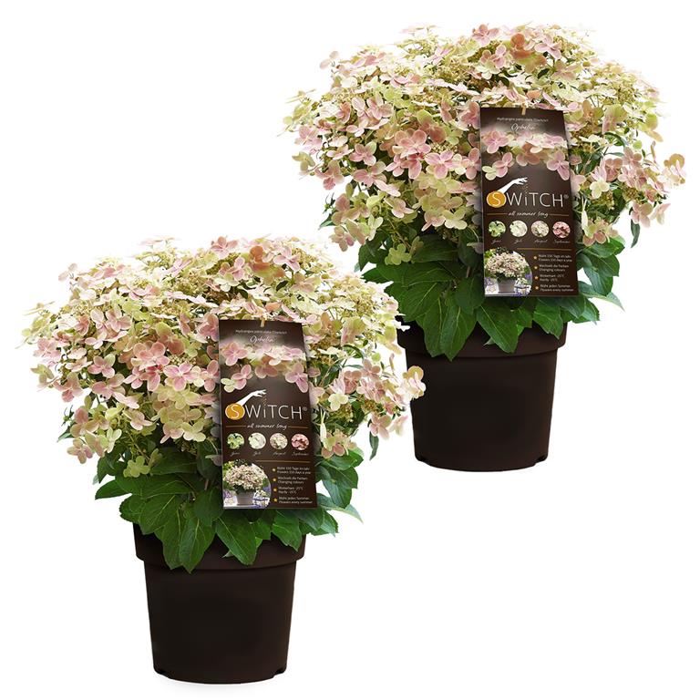 Bloomique 2x Hydrangea Hortensia ?19 cm ?40-50 cm