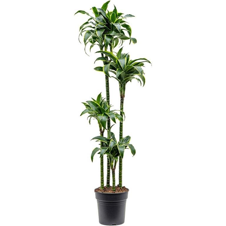 Plantenwinkel.nl Plantenwinkel Dracaena Fragrans Dorado L 155 cm kamerplant