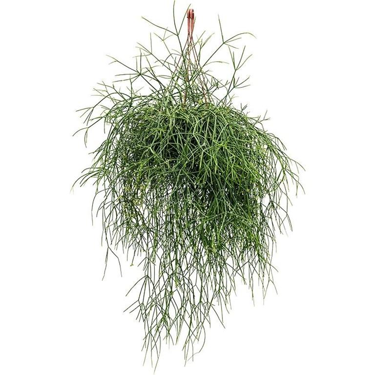 Plantenwinkel.nl Plantenwinkel Koraalcactus Rhipsalis Burchelli 50 cm hangplant