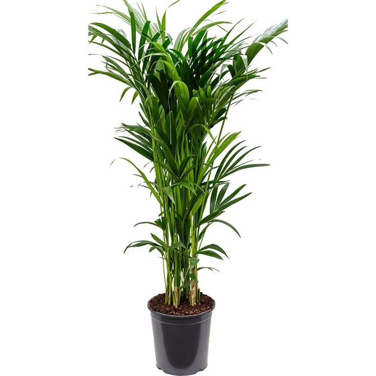Plantenwinkel.nl Plantenwinkel Kentiapalm Howea Forsteriana palm L 160 cm kamerplant
