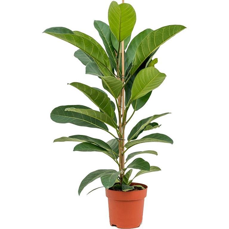 Plantenwinkel.nl Plantenwinkel Ficus Benghalensis Roy 70 cm kamerplant