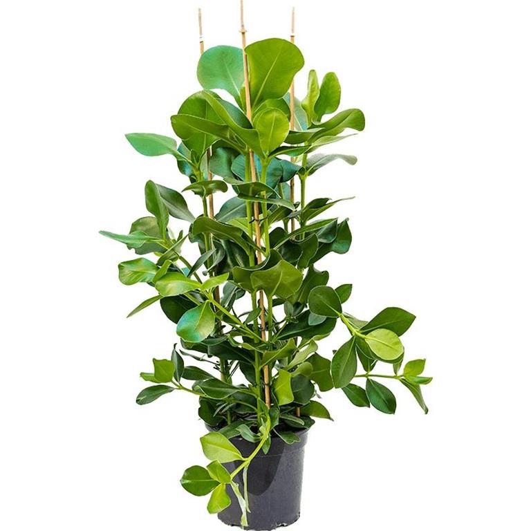Plantenwinkel.nl Plantenwinkel Clusia Rosea 110 cm M kamerplant
