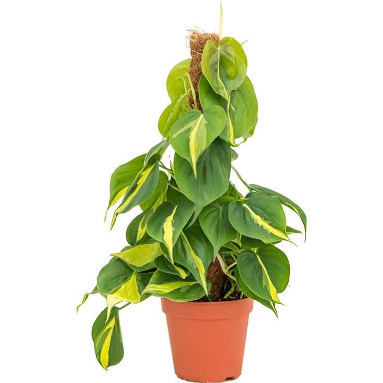 Plantenwinkel.nl Plantenwinkel Philodendron Scandens Brasil 50 cm kamerplant