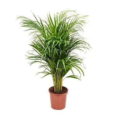Plantenwinkel.nl Plantenwinkel Areca Palm lutescens S kamerplant