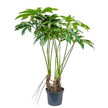 Plantenwinkel.nl Plantenwinkel Philodendron fun bun L kamerplant
