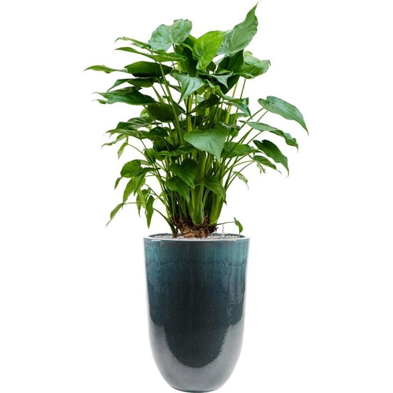 Plantenwinkel.nl Plantenwinkel Plant in Pot Alocasia Cucculata 150 cm kamerplant in