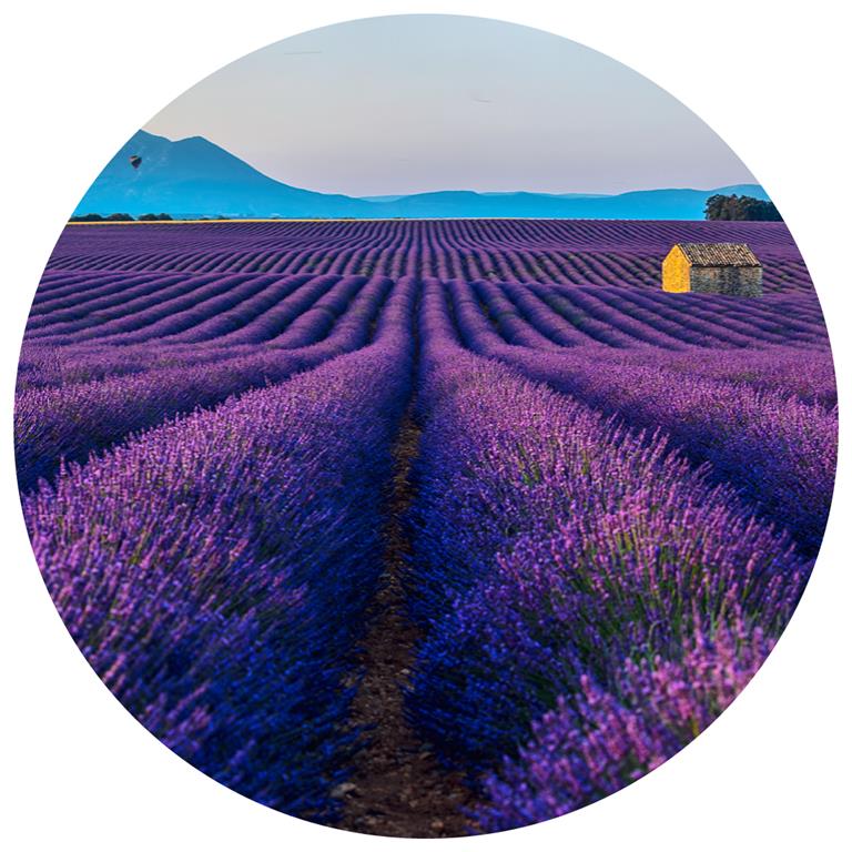 Seemly | Lavender Fields Muurcirkel
