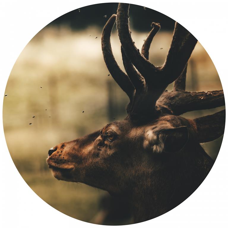 Seemly | Deer Muurcirkel