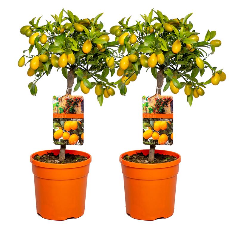 Bloomique Sinaasappelboom | Citrus 'Kumquat' per 2 stuks Buitenplant in kwekerspot ⌀19 cm ↕50-60 cm