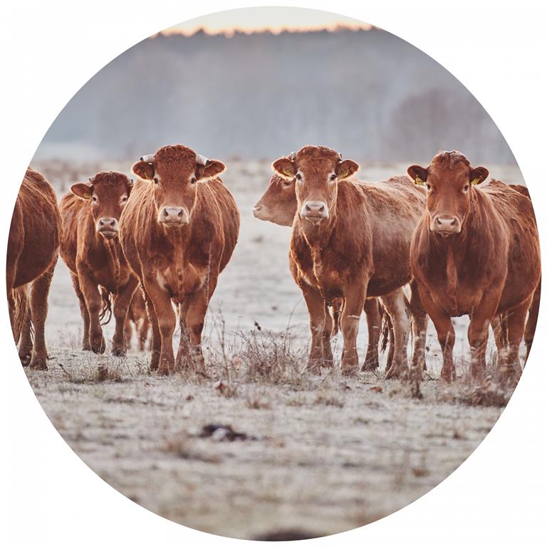 Seemly | Limousin Cows Muurcirkel