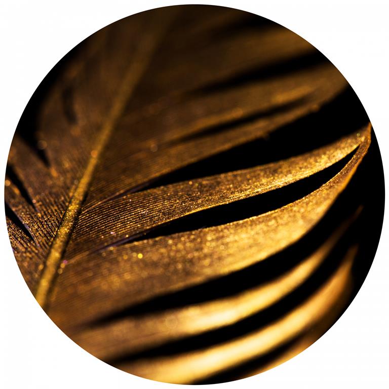 Seemly | Gold Feather Muurcirkel
