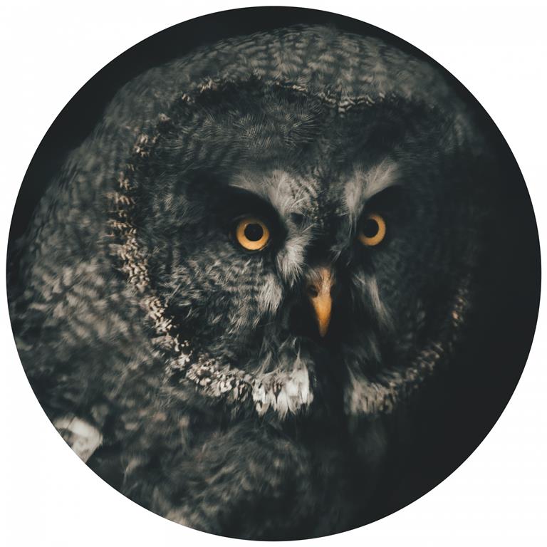 Seemly | Great Grey Owl Muurcirkel