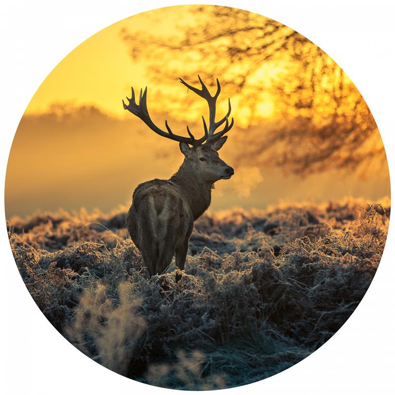 Seemly | Morning Deer Muurcirkel