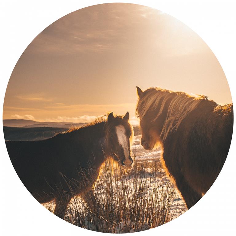 Seemly | Horses Muurcirkel