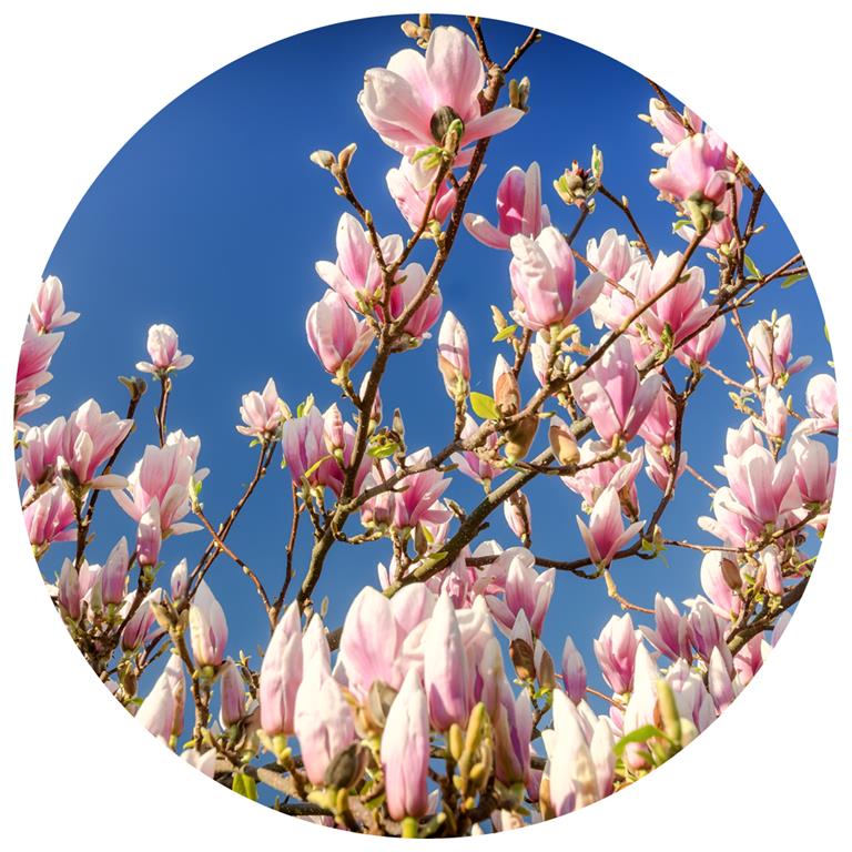 Seemly | Magnolia Muurcirkel
