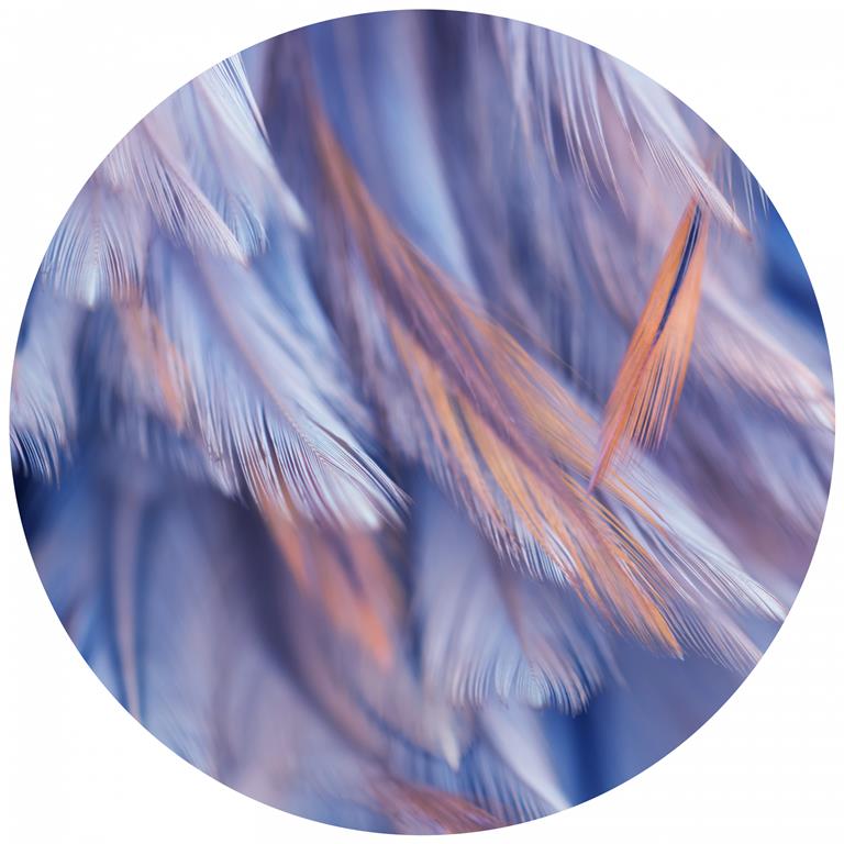 Seemly | Plume Feathers Muurcirkel