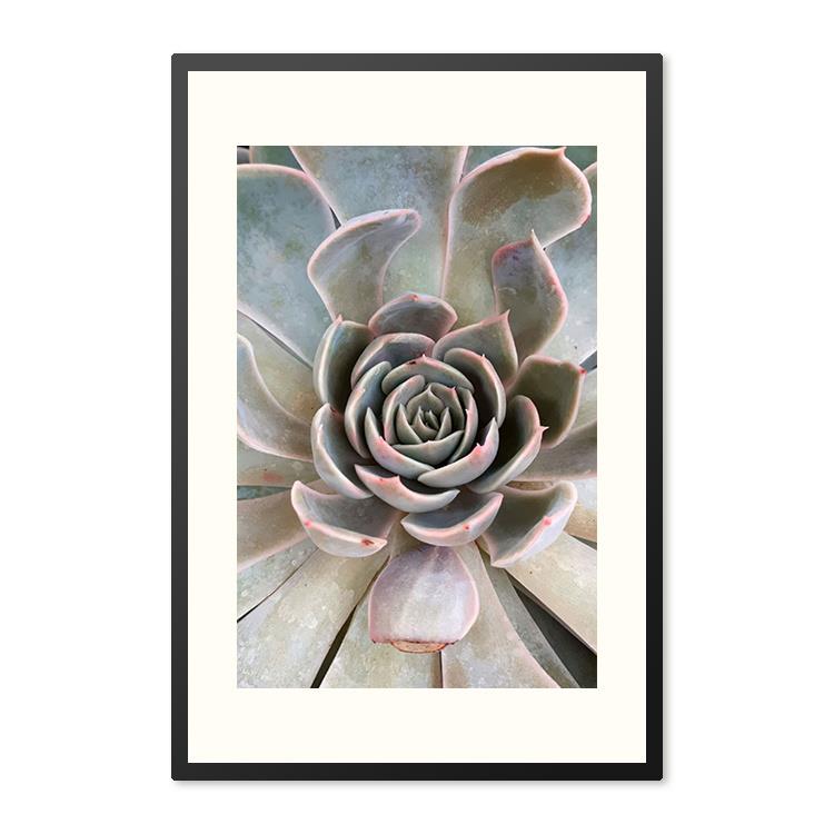 Sweet Living Poster in lijst Close Up Succulent Plant