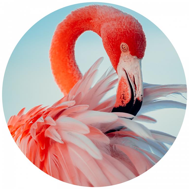 Seemly | Flamingo Muurcirkel