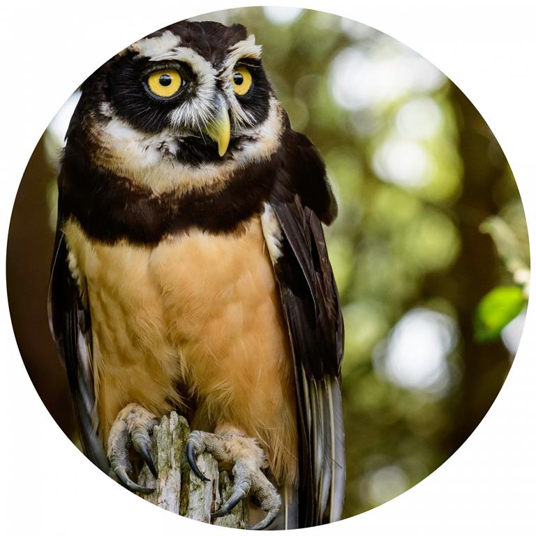 Seemly | Owl Muurcirkel
