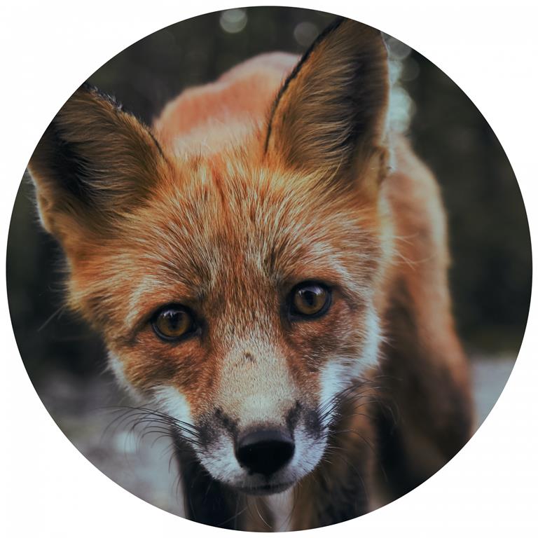 Seemly | Fox Muurcirkel