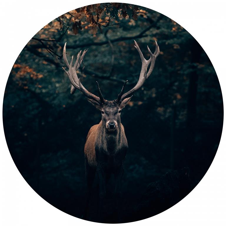 Seemly | Forest Deer Muurcirkel