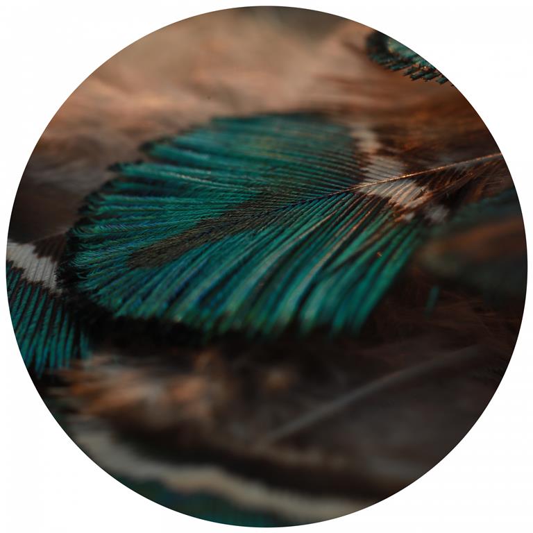 Seemly | Close Up Peacock Feather Muurcirkel