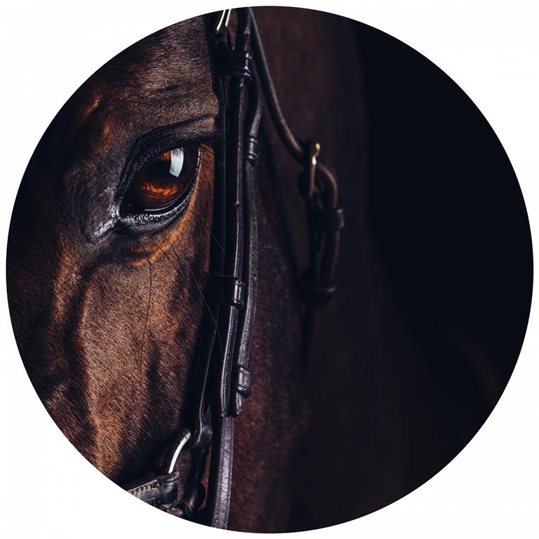 Seemly | Horse Muurcirkel