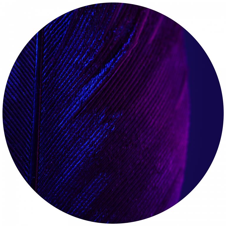 Seemly | Purple Blue Feather Muurcirkel